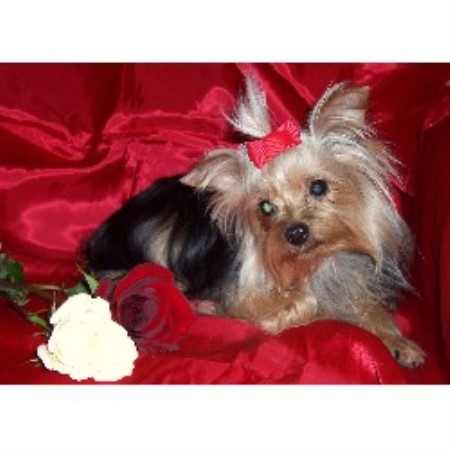puppies for sale winchester va m t kennel terrier breeder in winchester virginia puppies for sale winchester va m t kennel terrier breeder in winchester virginia