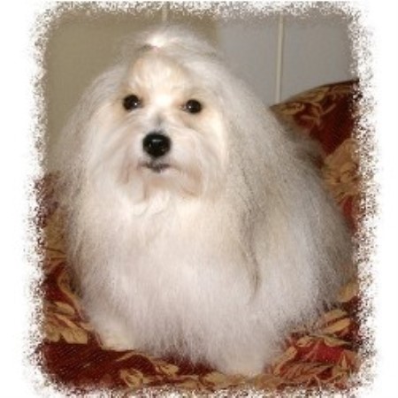 Coton De Tulear Breeder in Lake Stevens, Washington