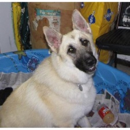 German Shepherd Dog Breeder in Decatur, Indiana