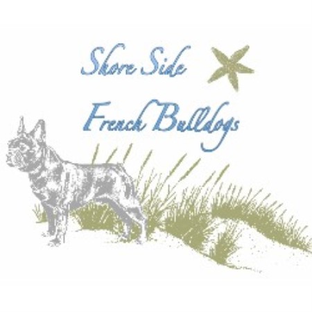 French Bulldog Breeder in Linwood, New Jersey