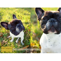 French Bulldog Stud in New Jersey