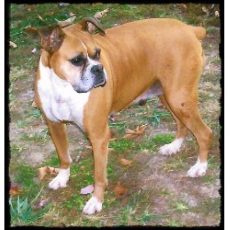 Boxer Breeder in Caulfield, Missouri