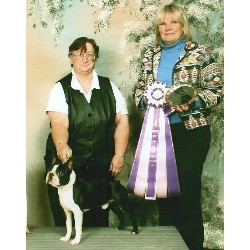 Boston Terrier Breeder in Burlington, North Carolina