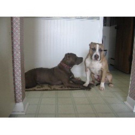 American Pit Bull Terrier Breeder in Brooklyn, Michigan