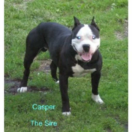 bull terrier puppies michigan american pit bull terriers for sale in michigan all american pit bull breeds picture bull terrier puppies michigan american pit bull terriers for sale in michigan all american pit bull breeds picture