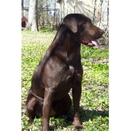 Labrador Retriever Breeder in Livonia, Louisiana