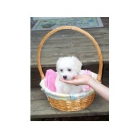 Coton De Tulear Breeder in Grand Rapids, Michigan