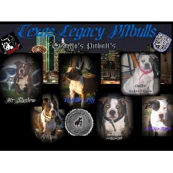 American Pit Bull Terrier Breeder in Fort Worth, Texas