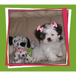 Shih Tzu Breeder in Eldorado, Illinois
