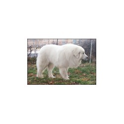Great Pyrenees Breeder in Baltimore, Maryland