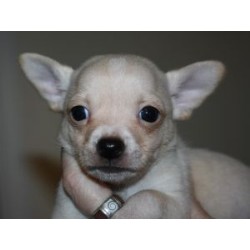 Chihuahua Breeder in Grants Pass, Oregon