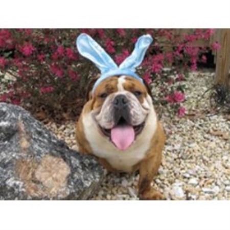 English Bulldog Breeder in Granite Falls, North Carolina