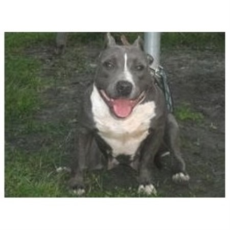 puppies for sale in stockton ca blue nose pitbull puppies for sale healdsburg ca pennysaverusa breeds picture puppies for sale in stockton ca blue nose pitbull puppies for sale healdsburg ca pennysaverusa breeds picture