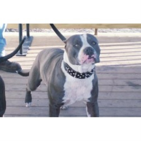 American Pit Bull Terrier Breeder in Aynor, South Carolina