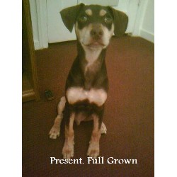 Miniature Pinscher Stud in California