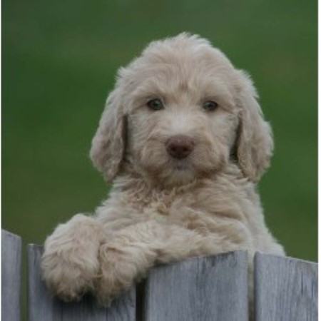labradoodle puppies wisconsin prairie ridge farm labradoodle breeder in beldenville wisconsin listing id 15539 labradoodle puppies wisconsin prairie ridge farm labradoodle breeder in beldenville wisconsin listing id 15539