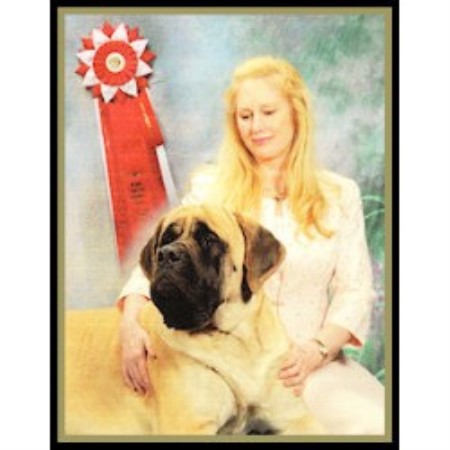 Mastiff Breeder in Conifer, Colorado