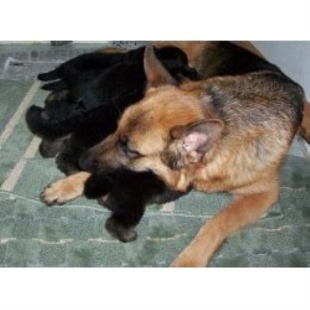 German Shepherd Dog Breeder in Central, Virginia