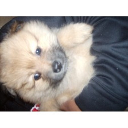 Pomeranian Breeder in Manteca, California