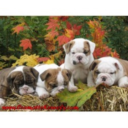English Bulldog Breeder in Mission, British Columbia