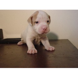 American Bulldog Breeder in Louisville, Kentucky