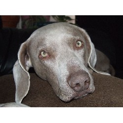 Weimaraner Breeder in Belle Fourche, South Dakota