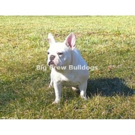 Big Brew Bulldogs, French Bulldog Breeder in Nashville, Tennessee Big Brew Bulldogs, French Bulldog Breeder in Nashville, Tennessee