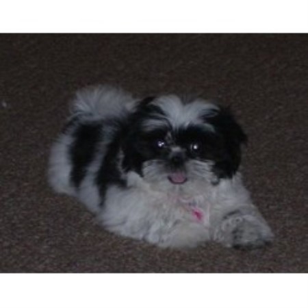 Shih Tzu Breeder in Plumas Lake, California