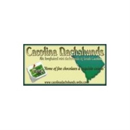 Dachshund Breeder in Little Rock, South Carolina