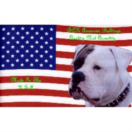American Bulldog Breeder in Youngtown, Arizona