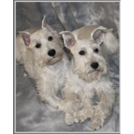 Miniature Schnauzer Breeder in Bloomfield, Missouri