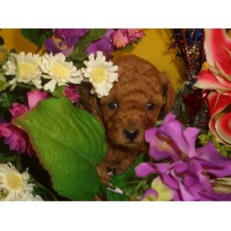 Poodle Toy Breeder in Redlands, California
