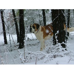 Saint Bernard Breeder in Dinwiddie, Virginia