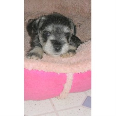 standard schnauzer puppies for sale in ga monticellominis miniature schnauzer breeder in monticello listing id 15585 standard schnauzer puppies for sale in ga monticellominis miniature schnauzer breeder in monticello listing id 15585