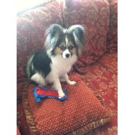Papillon Breeder in Jennings, Louisiana