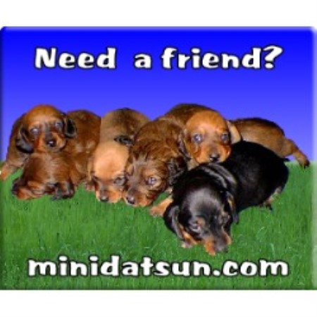Dachshund Breeder in Huffman, Texas
