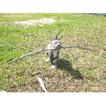 American Pit Bull Terrier Breeder in Crystal River, Florida