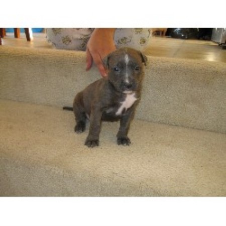 American Pit Bull Terrier Breeder in Atlanta, Georgia