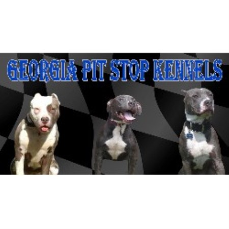 pitbull puppies for sale in delaware pitbull terrier american puppies for sale in de md ny nj pitbull puppies for sale in delaware pitbull terrier american puppies for sale in de md ny nj