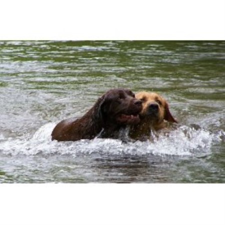 Labrador Retriever Breeder in Laurel Fork, Virginia