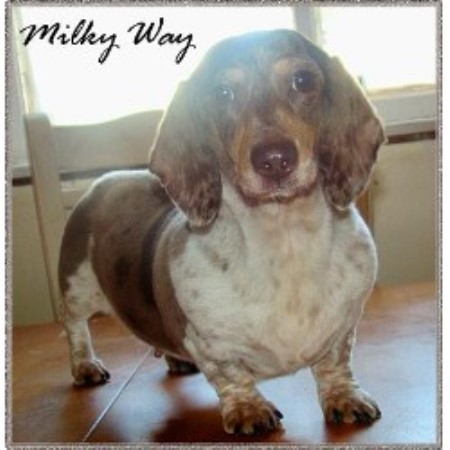 Dachshund Breeder in Mondovi, Wisconsin