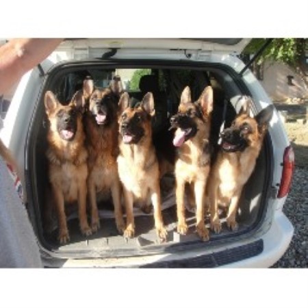 German Shepherd Dog Breeder in La Junta, Colorado