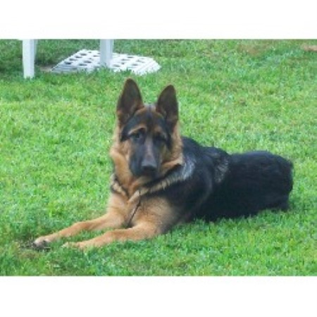 German Shepherd Dog Breeder in West Yarmouth, Massachusetts