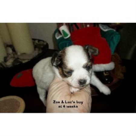 Papillon Breeder in Washington, Massachusetts