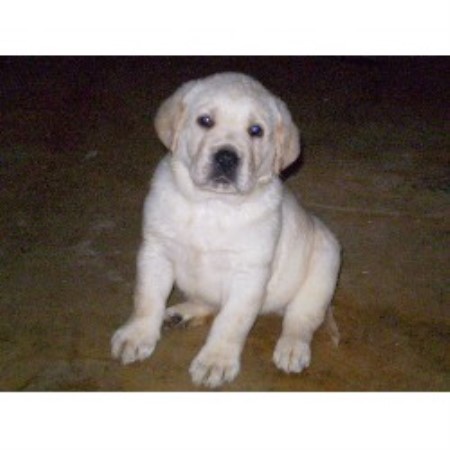 white lab puppies for sale in nc chocolate lab puppies for sale in west virginia breeds picture white lab puppies for sale in nc chocolate lab puppies for sale in west virginia breeds picture
