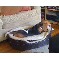 Beagle Stud in California