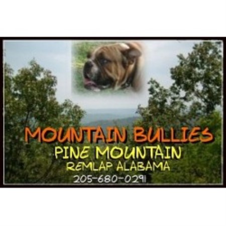English Bulldog Breeder in Remlap, Alabama