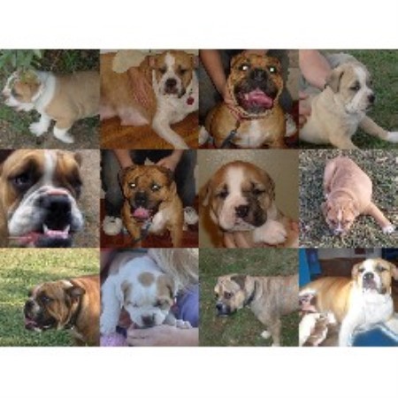 puppies for sale in laredo tx olde bulldogge puppies for sale south in laredo breeds picture puppies for sale in laredo tx olde bulldogge puppies for sale south in laredo breeds picture