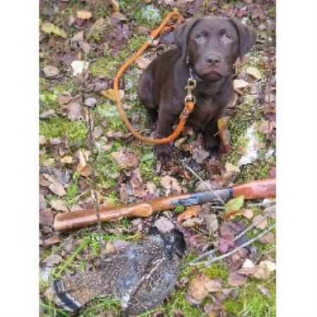 Labrador Retriever Breeder in Medicine Hat, Alberta