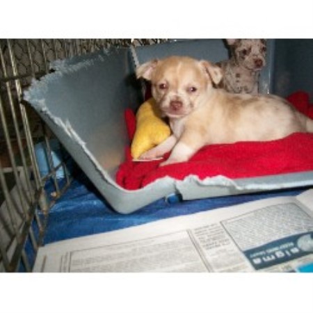 Chihuahua Breeder in Wilson, New York